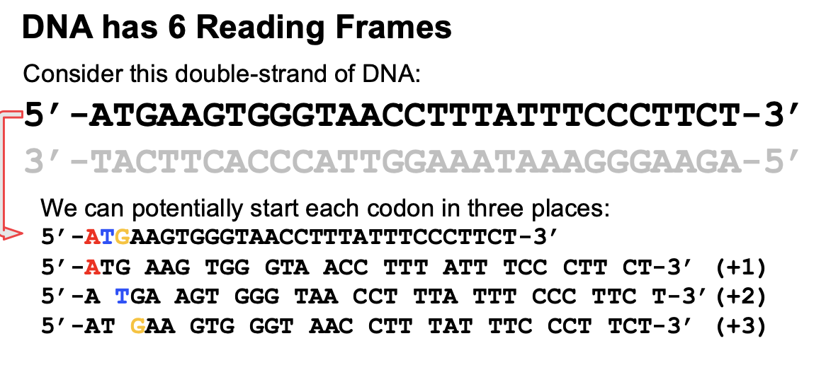 <p>Where you start reading is important and each starting point is a different reading frame. </p><p>If we’re looking at the sense strand (template), then if you start at the first base, that’s reading frame 1 and second base is reading frame 2. It is important because methionine must be first. (+1, +2, +3)</p><p>If we’re looking at the non coding strand, then same concept but MUST start from 5’ end and the reading frames are "”-1,-2 etc”</p><p>A</p>