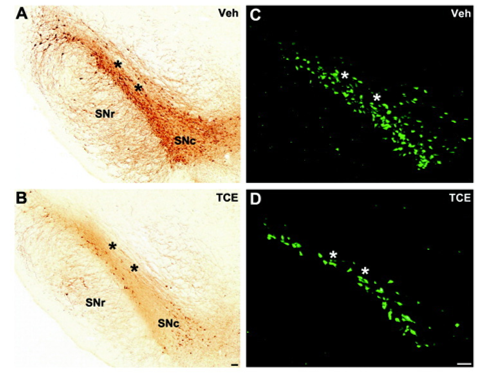 <ul><li><p>loss of tyrosine hydroxylase in neurones in substantia nigra pars compacta after TCE treatment (A control vs B TCE)</p></li><li><p>loss of retrograde labelled fluorogold dopaminergic neurones in substantia nigra pars compacta (C control vs D TCE)</p></li></ul><p></p>
