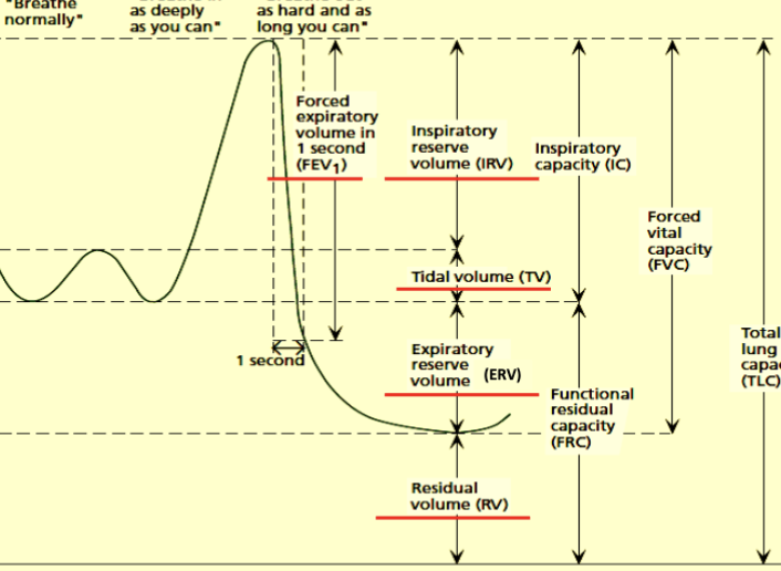<p>EXPIRATORY RESERVE VOLUME— MAX COLUME OF AIR EXPLELED BEYOND TIDAL</p>