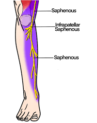 <p>Summerize the <strong>saphenous nerve</strong>.</p>