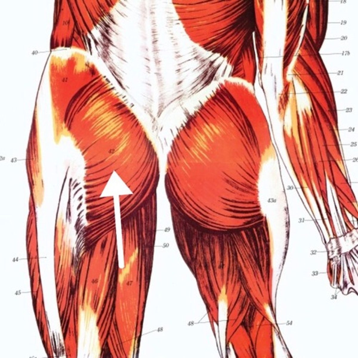 <p>What is this muscle?</p>