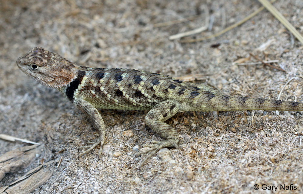 <p>Phrynosomatidae<br>Sceloporus magister<br>Desert Spiny Lizard</p>