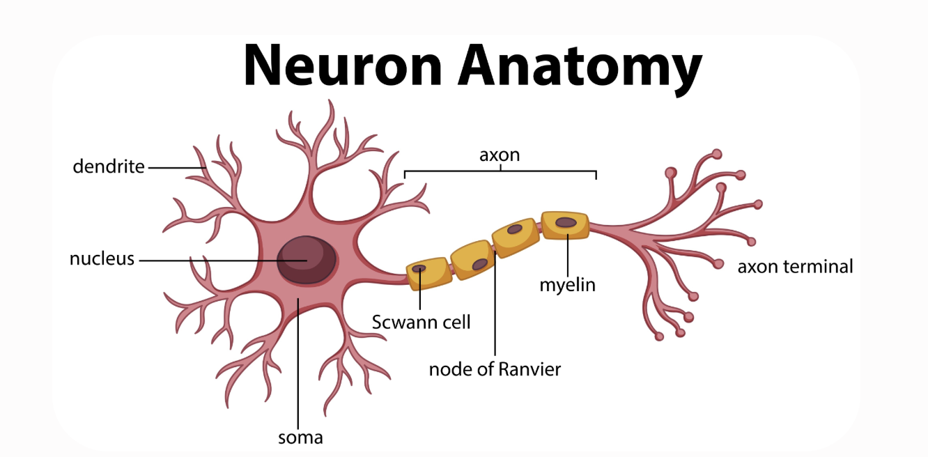 <p>Myelin fungerer som elektrisk isolering og Øger hastigheden af nerveimpulser, Gør signaloverførsel mere effektiv, Myelin produceres af gliacellerne for at beskytte cellemembranen eller gøre den mere resistent. </p>