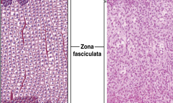 <ul><li><p>Middle zone of adrenal cortex</p></li><li><p>Cells stacked in columns </p></li><li><p>Secretes glucocorticoids (ex. cortisol)</p></li></ul><p></p>