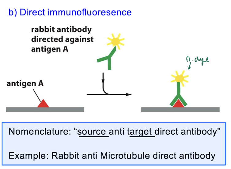 <p>Method 1 : Immunofluorescence - Types</p>