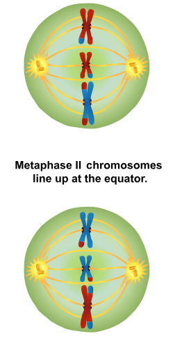 <p>Metaphase II</p>