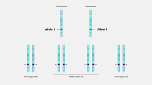 <p>Allele </p>