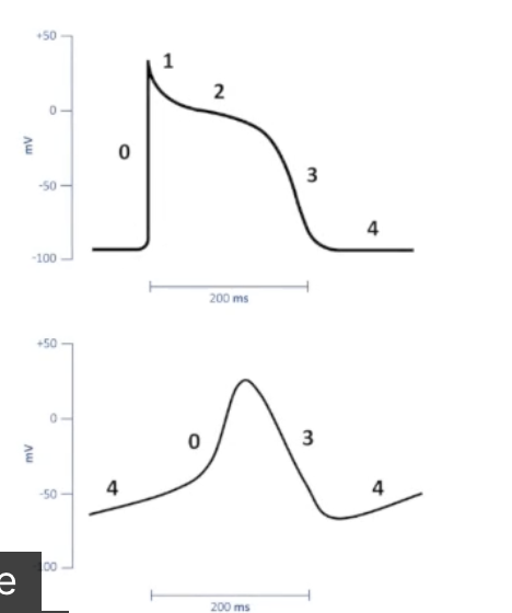 <ul><li><p>Phase 0: increase/decrease conduction velocity</p></li><li><p>Phase 3: change duration of ERP</p></li><li><p>Phase 4: suppress abnormal automaticity and triggered activity</p></li><li><p>Autonomic tone: chronotropy, inotropy, dromotropy</p></li></ul><p></p>