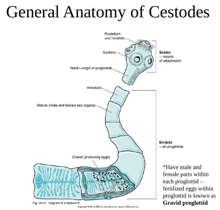 <ul><li><p>strobila = adult body</p></li><li><p>scolex = “head” attachment organ</p></li><li><p>rostellum = tip of scolex; may be armed with hooks </p></li><li><p>proglottids = body segments added during growth</p></li><li><p>gravid proglottid = fertilized egg within proglottid</p></li><li><p>eggs contain an oncosphere = embryo w 3 pairs of hooks </p></li></ul><p></p>