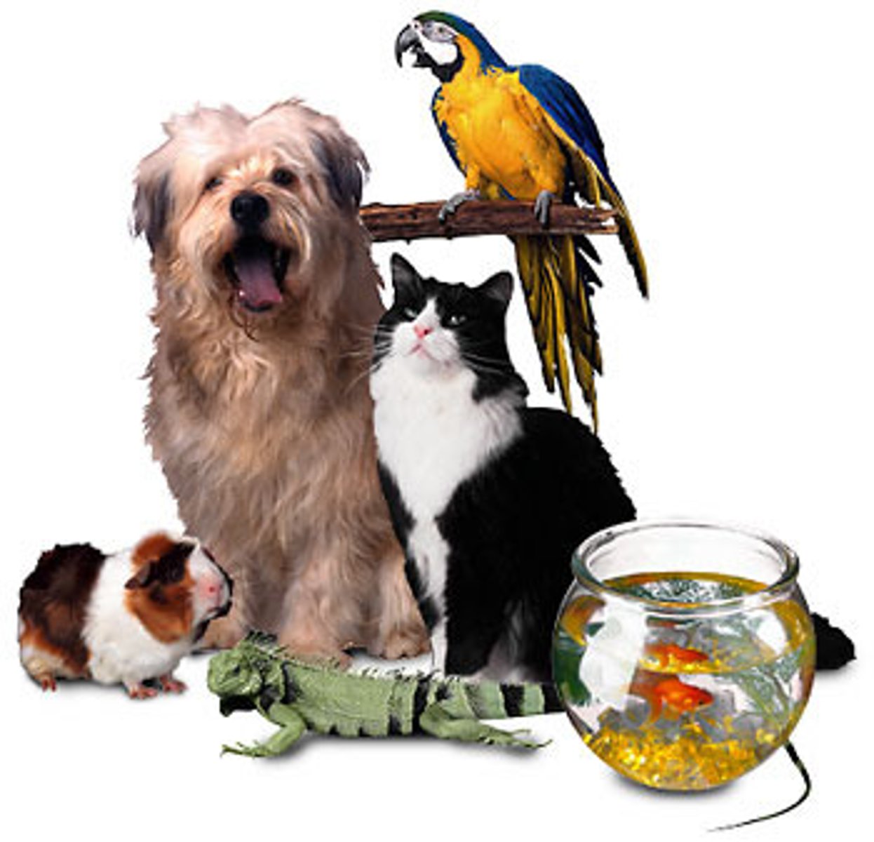 <p>domestic animal, pet</p>