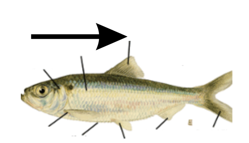 <p>What is this part on the fish?</p>