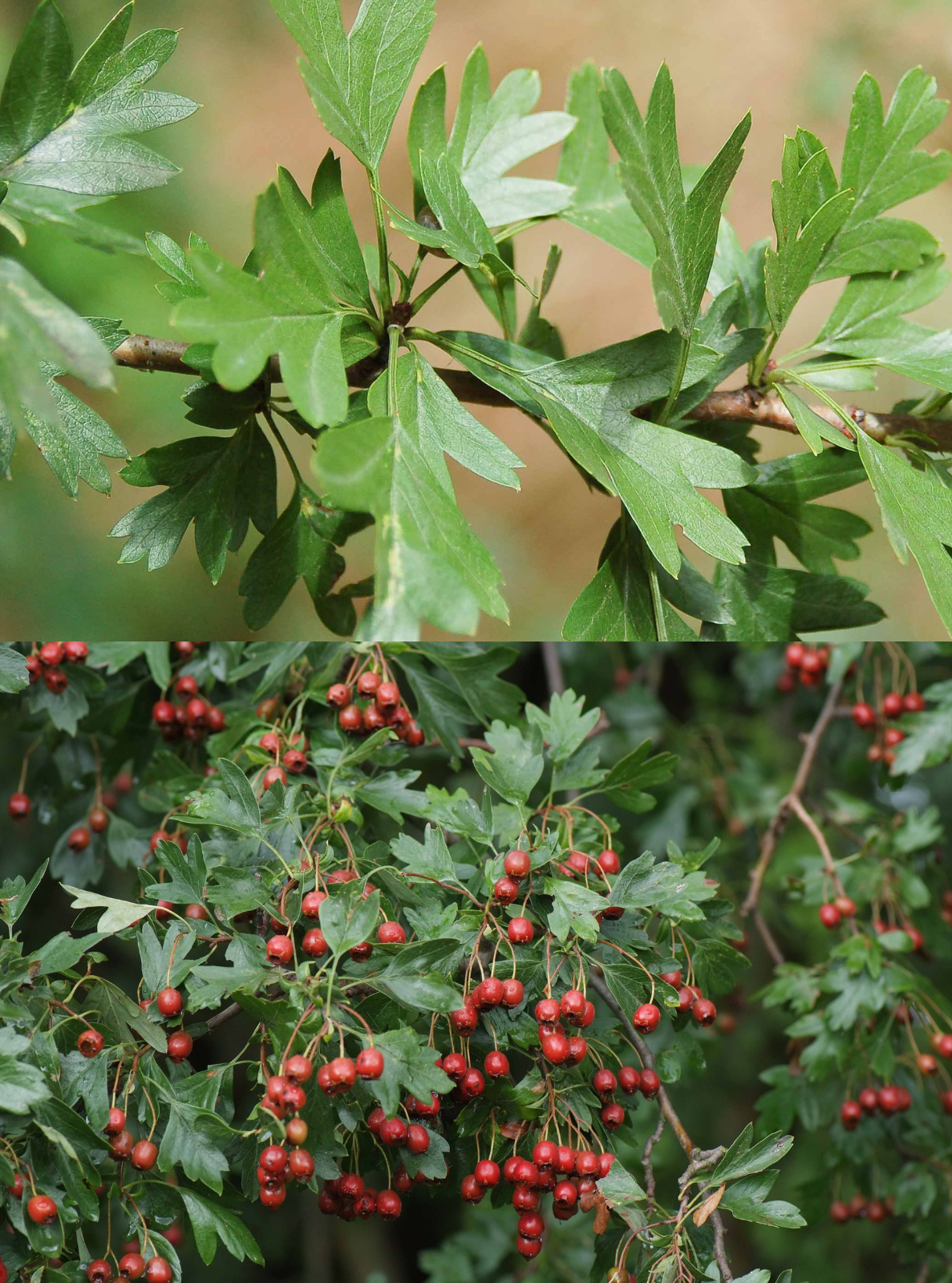 <p>Klasa <strong>RHAMNO-PRUNETEA</strong></p>