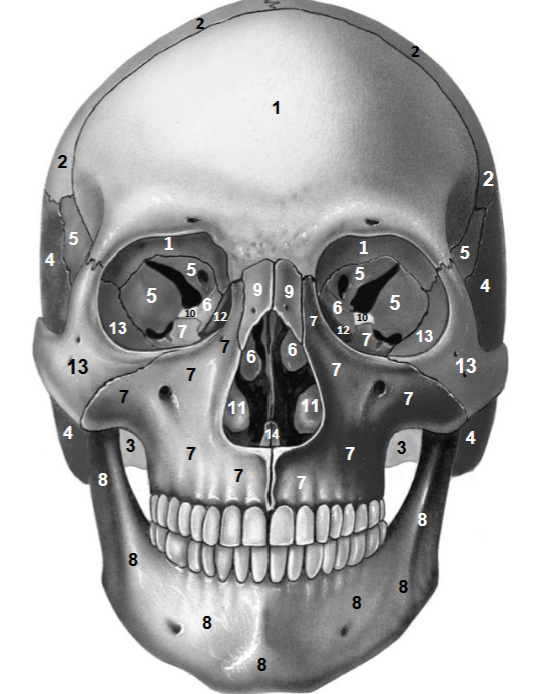 <p>What bone is at ‘14’?</p>