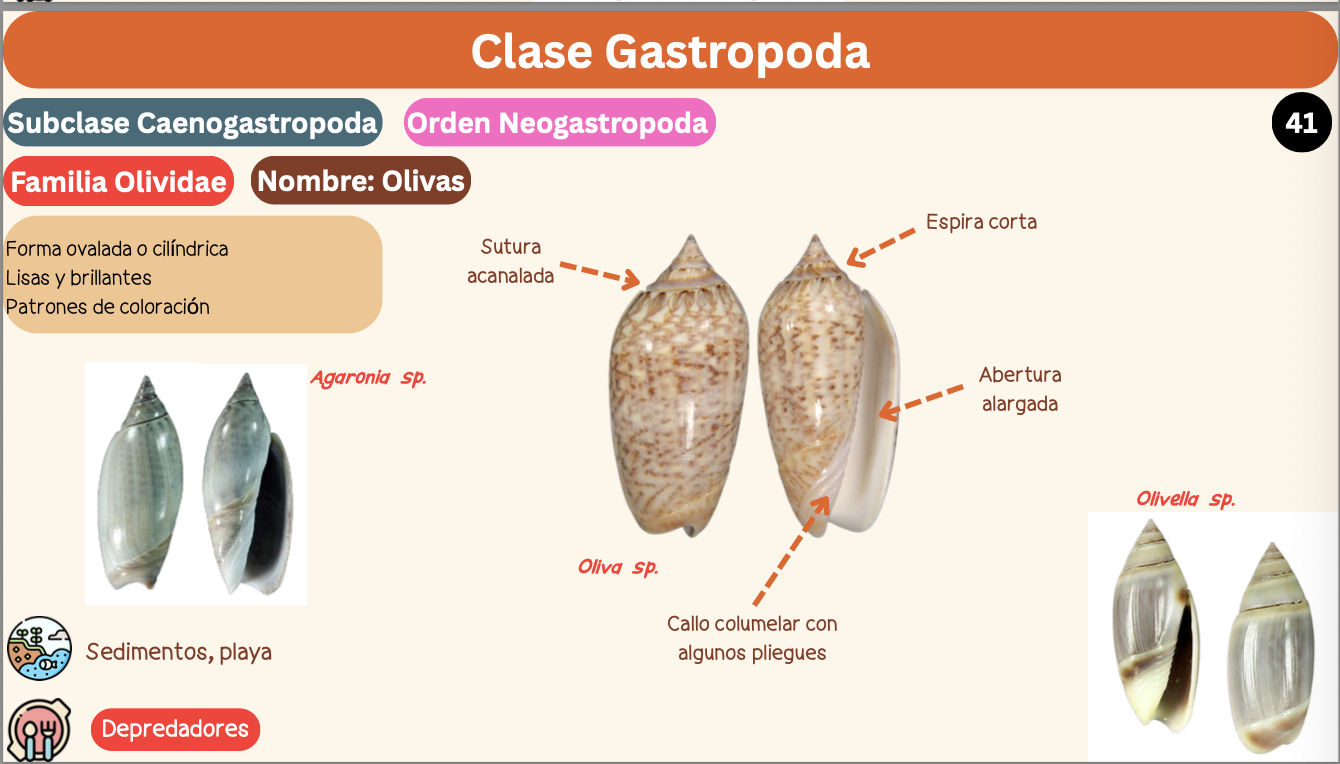 <p><strong>FILO </strong>Mollusca<strong><br>CLASE </strong>Gastropoda<br><strong>SUBCLASE </strong>Caenogastropoda<br><strong>ORDEN </strong>Neogastropoda<br><strong>FAMILIA </strong>Olivine<br><strong>GÉNERO </strong><em><u>Agaronia sp</u></em><strong><br>CARACTERÍSTICAS</strong><br><strong>RÁDULA </strong>Raquiglosa<strong><br>ALIMENTACIÓN </strong>Depredadores<strong><br>HÁBITAT </strong>Sedimentos, playa</p>
