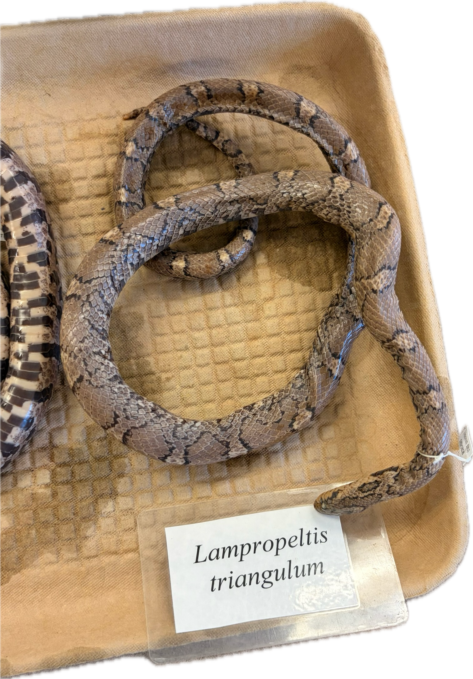 <ul><li><p>Checker belly</p></li></ul><p></p>