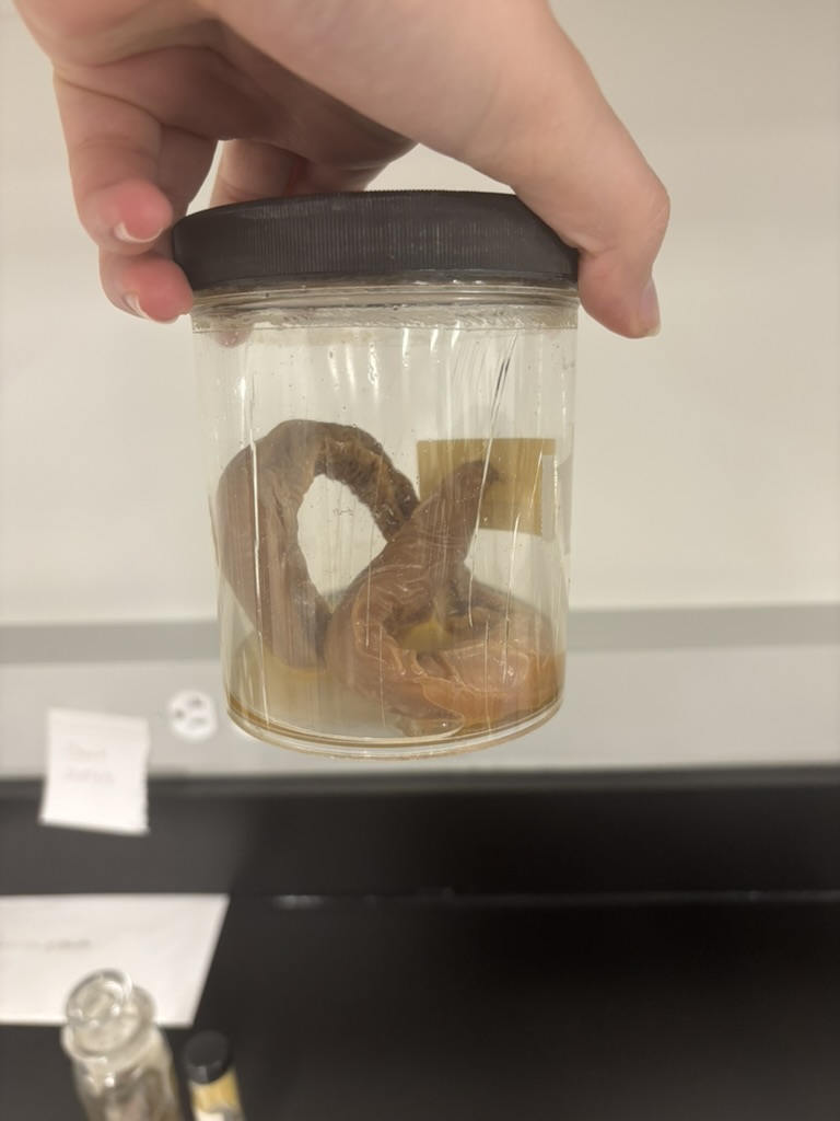 <p>What is this (phylum, subphylum, superclass, common name)?</p>