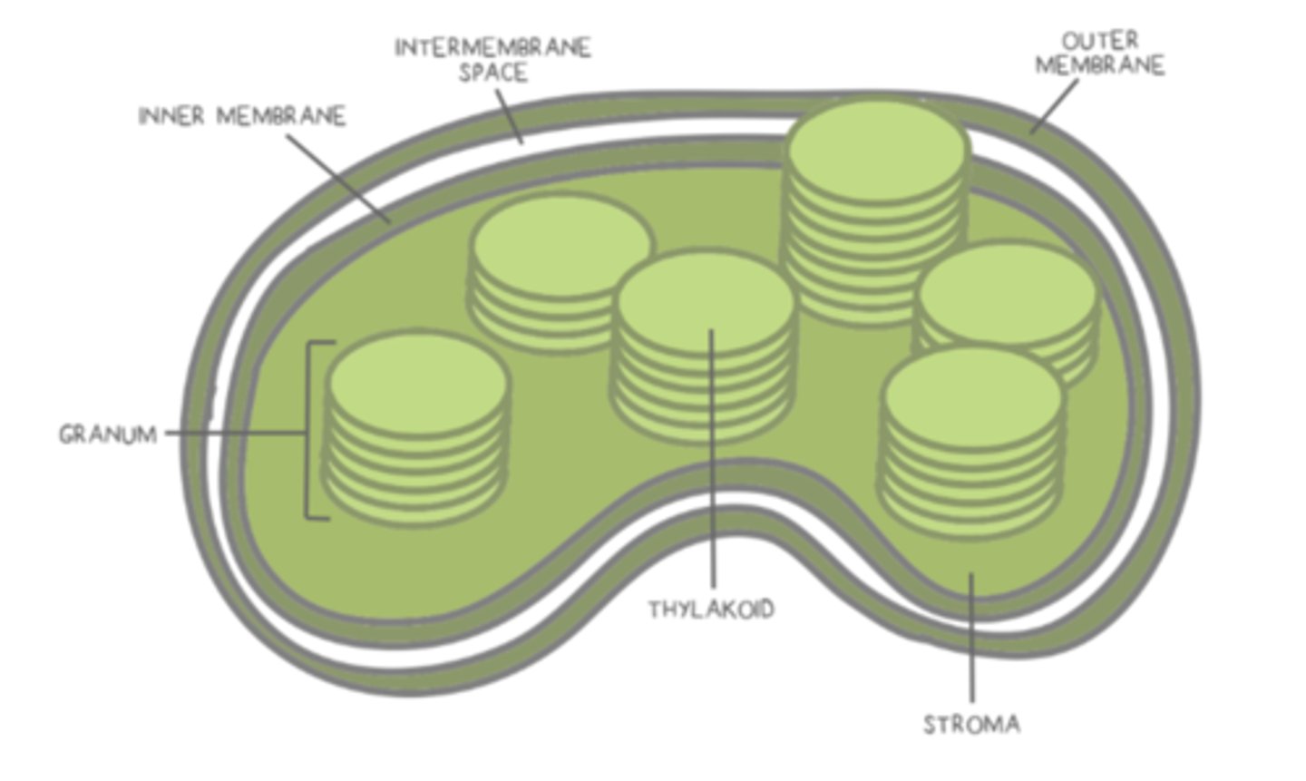 <p>thylakoids</p>