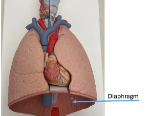 <p>diaphragm  </p>