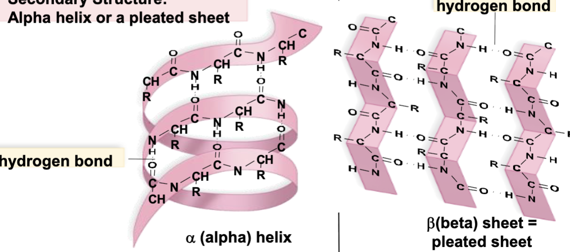 <ol start="2"><li><p> localized folding into pleated sheets and helices</p></li></ol><p></p>
