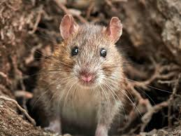 <p>What is the phylum and class?</p>