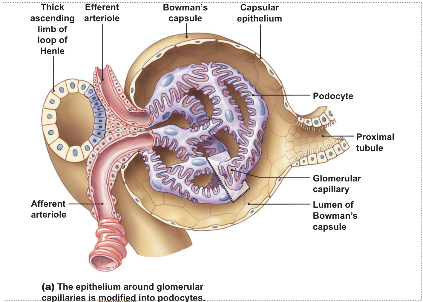 <p>renal corpuscle</p>
