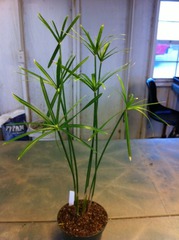 <p>Cyperus compressus</p>