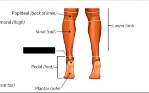 <p>what anatomical region is this?</p>