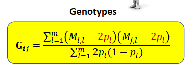 <p>In G, we subtract 2p when calculating the covariance → the mean genomic relationship is zero in the pouplation we used to calculate p → with genomic relationships the additive genetic variance refers to the pouplation we used to calculate p, usually htese are the genotyped individuals</p>