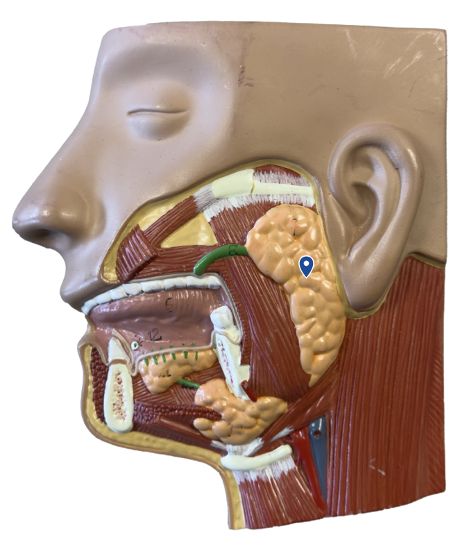 <p>Name this gland.</p>