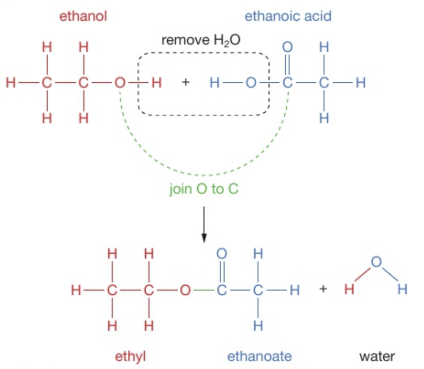 <p>Draw both structures and remove the H<sub>2</sub>O. It is easier to draw the OH parts next to each other, but idk</p>