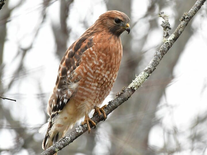 <p>Red-shouldered Hawk</p>