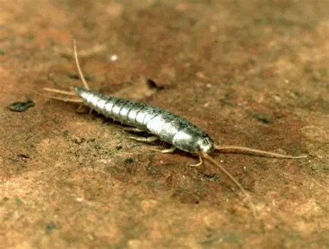 <p><em>Silverfish</em></p><ul><li><p><strong>Ametabolous</strong></p></li><li><p><strong>Live in buildings, caves, old burrows, ant/termite nests</strong></p></li><li><p>Eat starchy substances</p></li><li><p><strong>Nuisance pests, may damage books</strong></p></li><li><p><strong>Males and females don’t copulate!  Rather, indirect sperm transfer</strong></p></li><li><p><strong>Description (general):</strong></p><ul><li><p><strong>Reduced eyes and ocelli</strong></p></li><li><p><strong>Slender antennae present</strong></p></li><li><p><strong>Chewing mouthparts</strong></p></li><li><p><strong>Apterygotes- primitively wingless</strong></p></li><li><p><strong>6 legs</strong></p></li><li><p><strong>Overlapping silvery scales</strong></p></li></ul></li></ul><p></p>