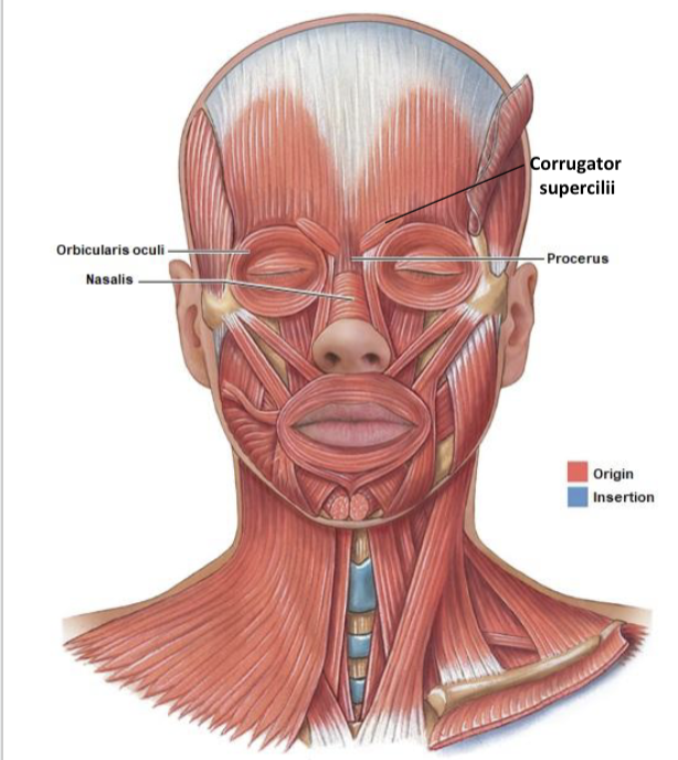 <p>dilate nostrils</p>
