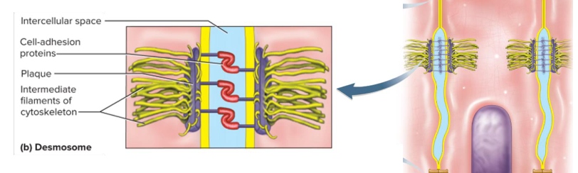<p>• Holds cells together</p><p class="p1">• Strong- Resists mechanical stress</p><p class="p1">• Loose, not continuous like tight junctions</p>