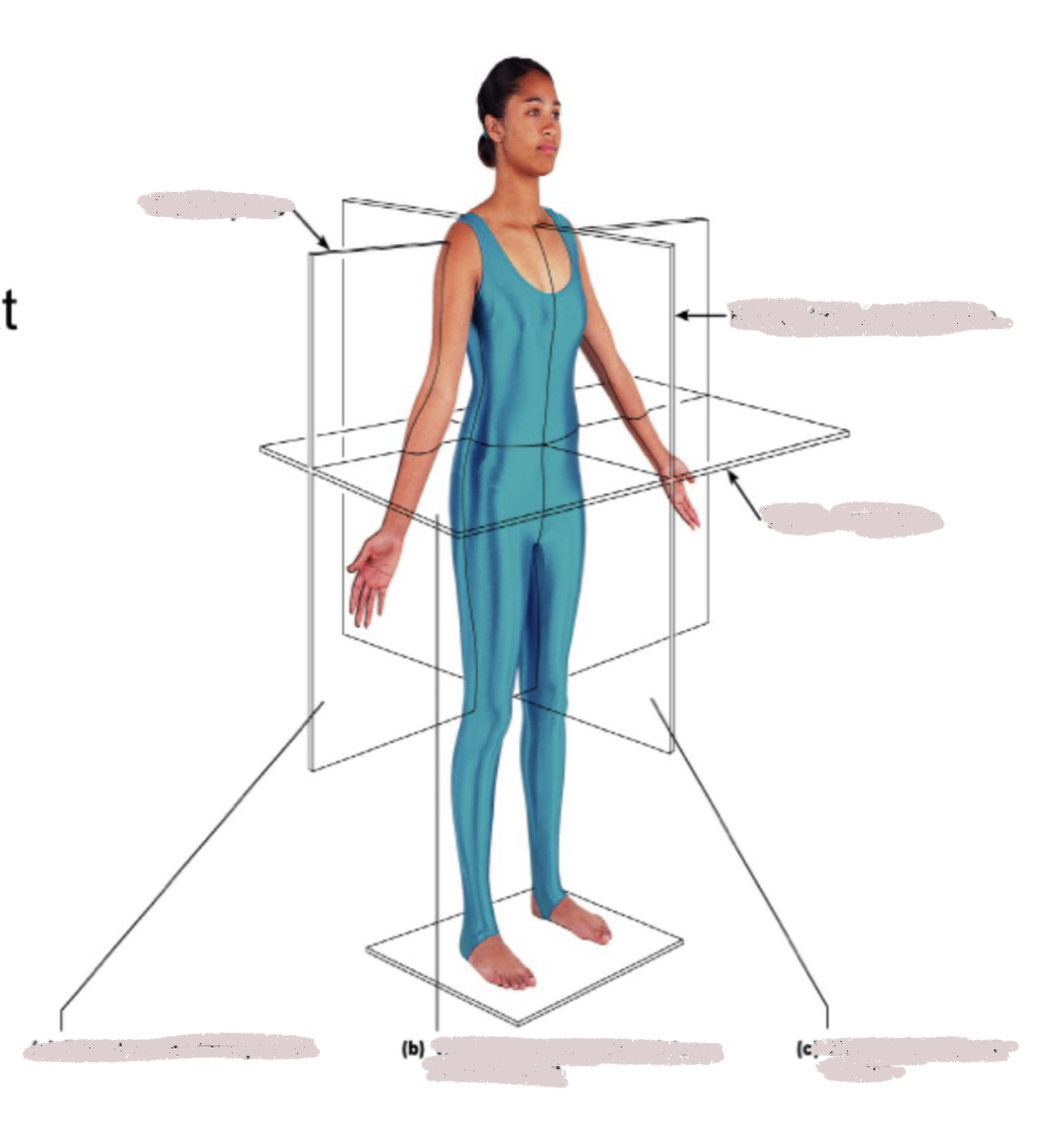<p>body planes </p>
