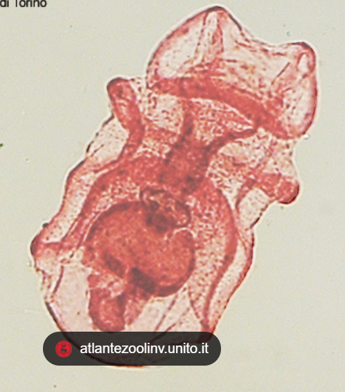 <p>free-swimming larval stage for sea cucumbers (Holothuroidea) </p>