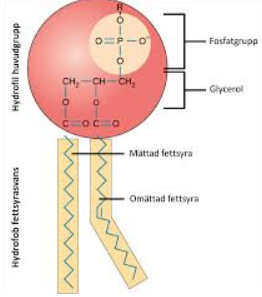<p>En ester av fettsyror, glycerol och en fosfatgrupp; bildar dubbelskikt i cellmembran.</p>