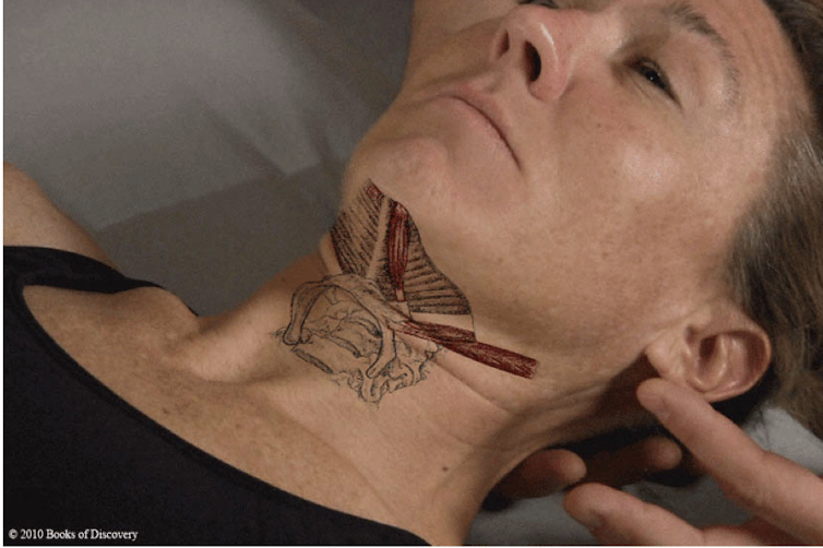 <p>What is the origin and insertion of the suprahyoids?</p>