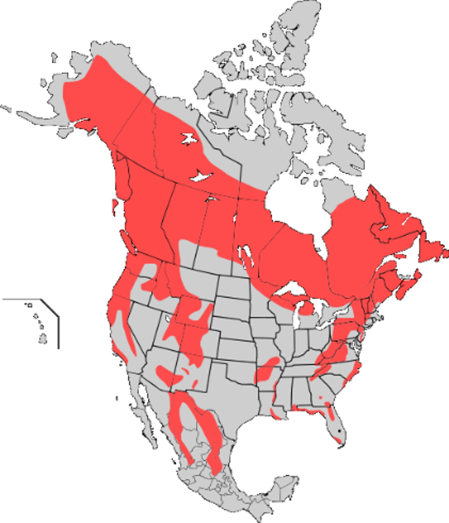 <p>American black bear</p><p>berries and seeds, fawns, fish</p><p>forests, swamps, wooded mountains</p>