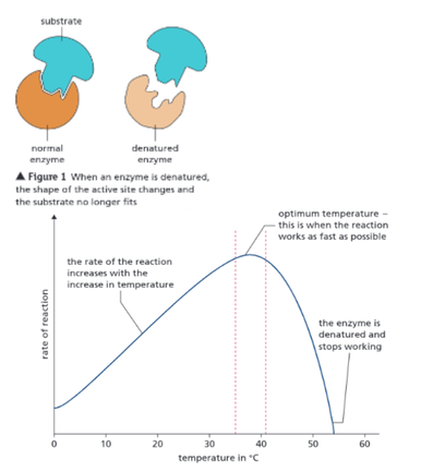 <ul><li><p>Increased temperature = increased rate of reaction (up to optimum)</p></li><li><p>Above optimum — rate rapidly decreases and reaction stops</p></li><li><p>Temperature = too hot → bonds in structure break</p><ul><li><p>Shape of active site changes → substrate doesn’t fit</p></li><li><p>Enzyme is <strong><u>denatured</u></strong> and doesn’t work</p></li></ul></li></ul><p></p>