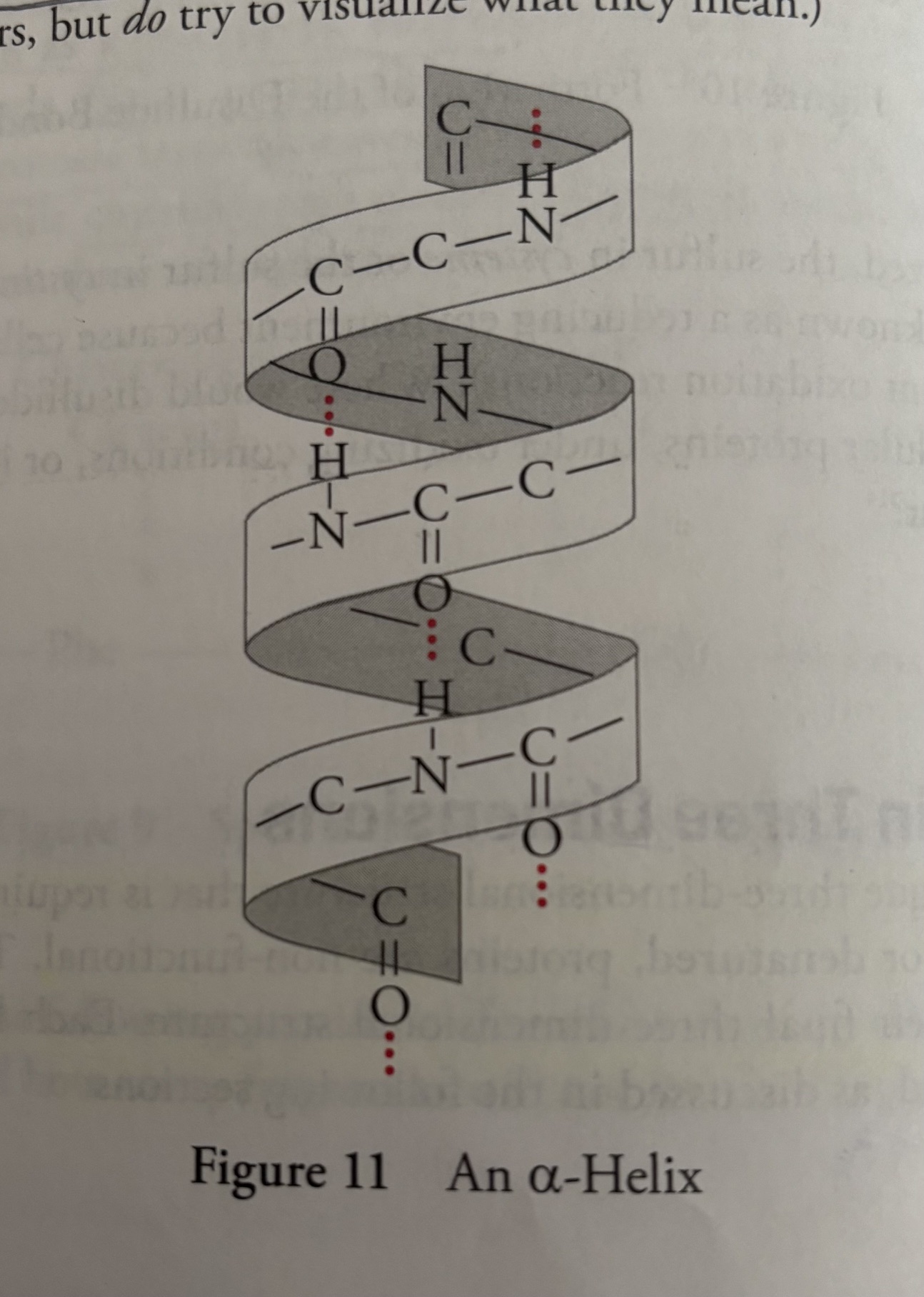 <p><u>Secondary (2<sup>o</sup>) Structure: Hydrogen Bonds Between Backbone Groups</u></p><p>Secondary Structure refers to the initial folding of a polypeptide chain into shapes stabilized by hydrogen bonds between backbone NH and CO groups.</p><p>The two most common secondary secondary structures are the <strong>a-helix</strong> and<strong> B-pleated sheet. </strong></p><p>All a-helices have the same well defined dimensions that are depicted below. </p><p><u>The Picture of the Secondary Structure</u></p><p>-All a-helices have the same well-defined dimensions that are depicted below with the R-groups omitted for clarity. </p><p>-The a-helices of proteins are always right-handed, 5 angstoms in width, with each subsequent amino acid rising 1.5 angstroms. </p><p>-There are 3.6 amino acid residues per turn with the a-carboxyl oxygen of one amino acid residue hydrogen-bonded to the a-amino proton of an amino acid three residues away. </p><p>-the <strong>oxygen</strong> is the <strong>hydrogen bond acceptor</strong>, the <strong>nitrogen </strong>is the <strong>hydrogen bond donor.</strong></p>