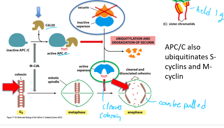 <ul><li><p>Securin</p></li><li><p>S-cyclins</p></li><li><p>M-cyclins</p></li></ul><p></p>