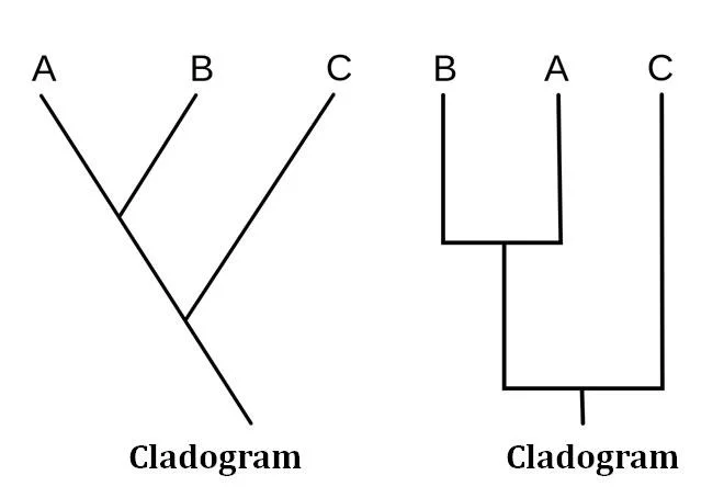 <p>Read the Cladogram and answer for the RIGHT SIDE ONLY:</p><p>Which are the most related</p><p>Which one is the youngest</p><p>Is C related to B</p>