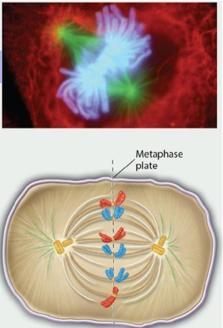 <p>Pairs of sister chromatids are aligned along a plane halfway between the poles, called the metaphase plate. At this plate, they are organized into a single row.</p>