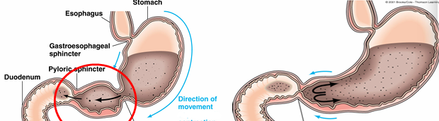 <ul><li><p>Mix food with gastric secretions to produce chyme </p></li><li><p>Propel chyme towards <strong>pyloric sphincter</strong> where small amount is pushed into the duodenum</p></li><li><p>Upon reaching the pyloric sphincter, cause the sphincter to close and the remaining chyme is tumbled back into the antrum </p></li><li><p>Strength can vary depending on a number of factors</p></li></ul><p></p>