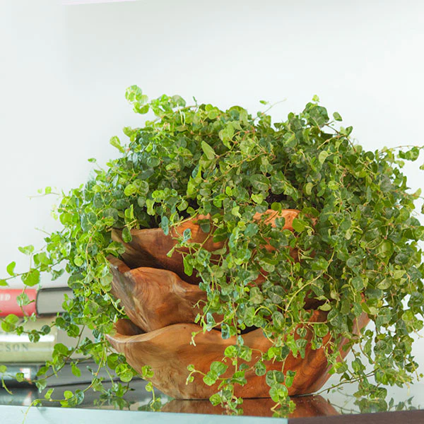 <p>Creeping Fig</p>
