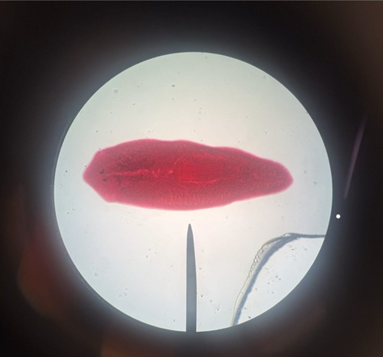 <p>subkingdom eumetazoa</p><p>phylum platyhelminthes</p><p>class turbellaria</p><p>eyespots, gvc, pharynx</p>