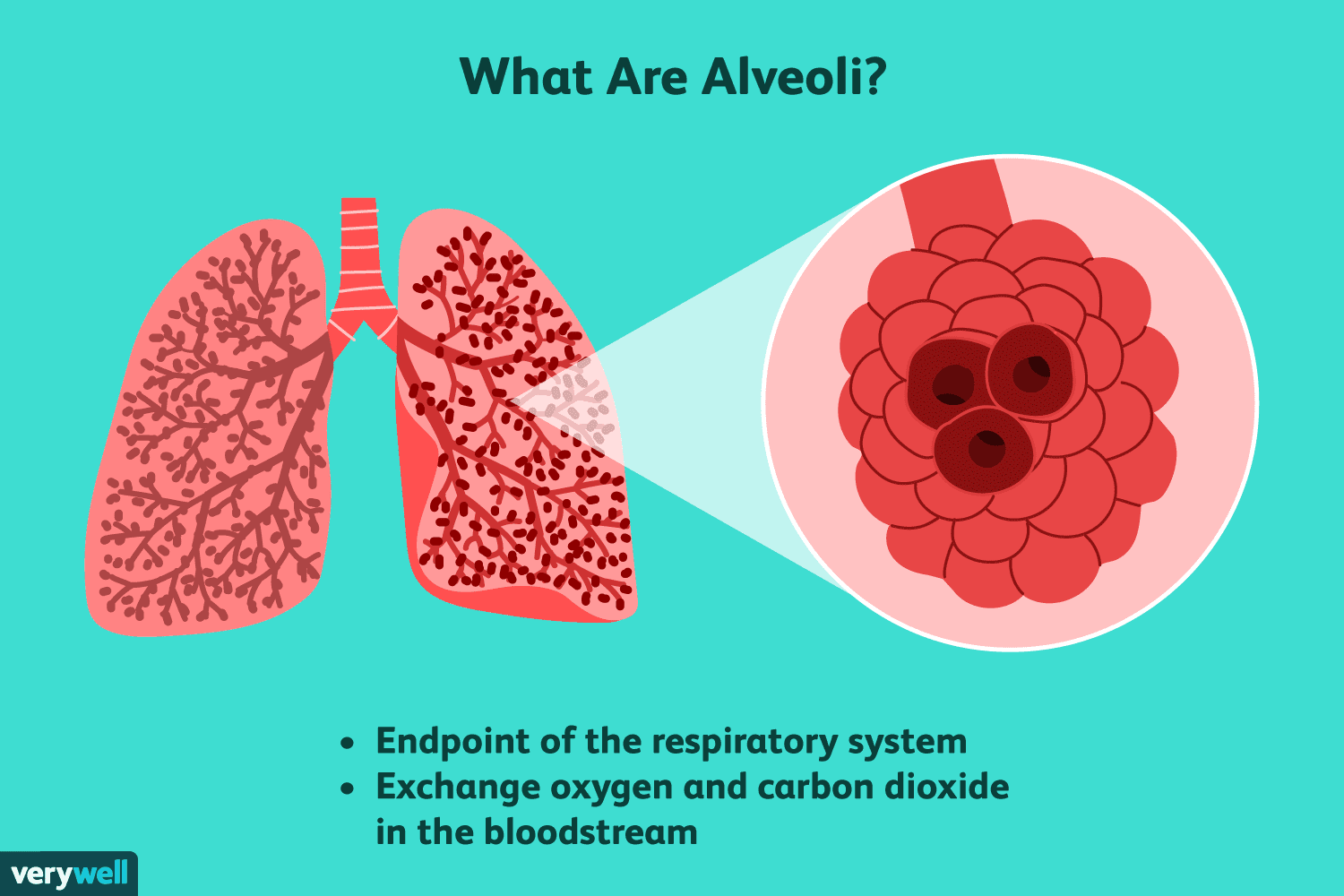 <p>tiny, balloon-like air sacs at the very end of your lung's breathing tubes where your body trades fresh oxygen for waste carbon dioxide</p>