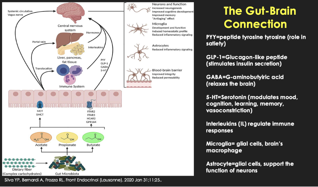 <ul><li><p><strong>Key signals:</strong></p><ul><li><p>GLP-1 → insulin</p></li><li><p>PYY → satiety</p></li><li><p>Serotonin → mood/cognition</p></li><li><p>GABA → inhibitory</p></li></ul></li><li><p><strong>Effects on brain:</strong></p><ul><li><p>Neurons, microglia, astrocytes, BBB</p></li><li><p>Inflammation &amp; cognition</p></li></ul></li><li><p><strong>Key idea:</strong><br>Gut health influences brain health; <strong>insulin spikes/metabolic dysfunction can be harmful</strong></p></li></ul><p></p>