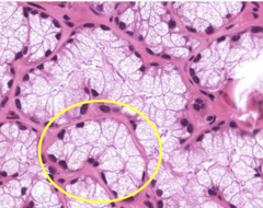 <p>Identify the specific structure</p>